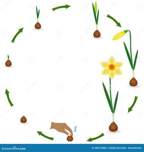 Cycle de vie du narcisse