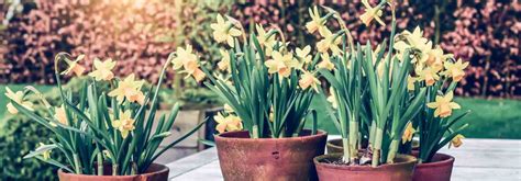 Jardin avec des narcisses naturalisés