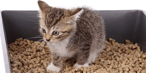 Litière pour chat en granulés de bois