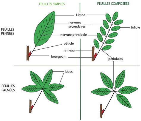 Illustration comparative de feuilles simples et composées