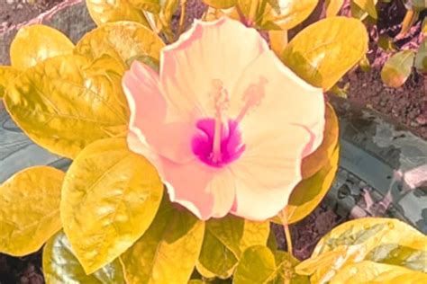 Hibiscus avec feuilles jaunies et tombantes