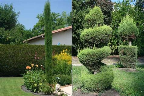 Planter un cyprès avec un tuteur