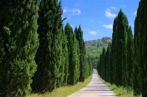 Allée de cyprès en Toscane