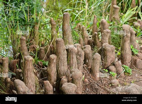 Racines de cyprès près d'une fondation