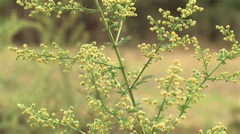 Artemisia annua en fleur