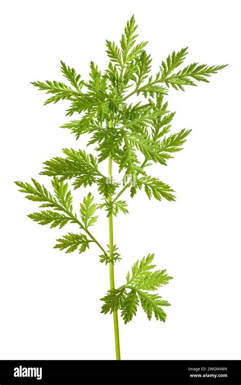 Jeunes plants d'Artemisia annua en pleine croissance