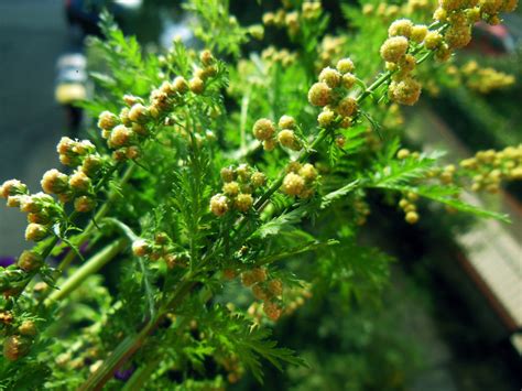 Graines d'Artemisia annua
