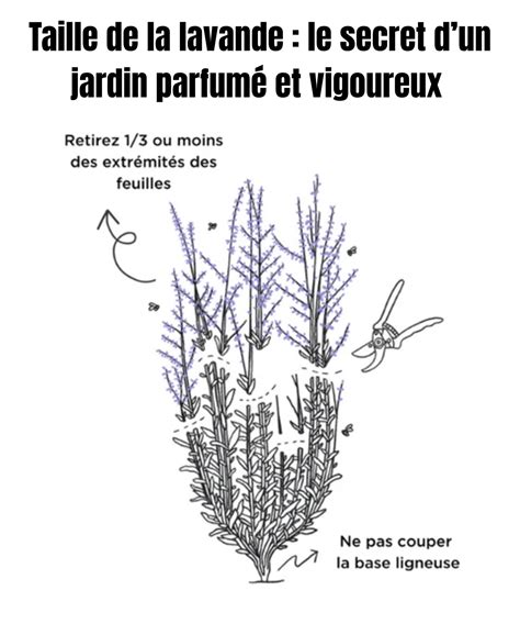 Coupe transversale d'un sol bien drainé pour lavande