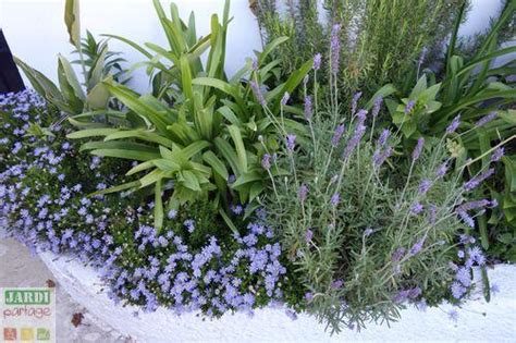 Exemple d'association de lavande avec d'autres plantes