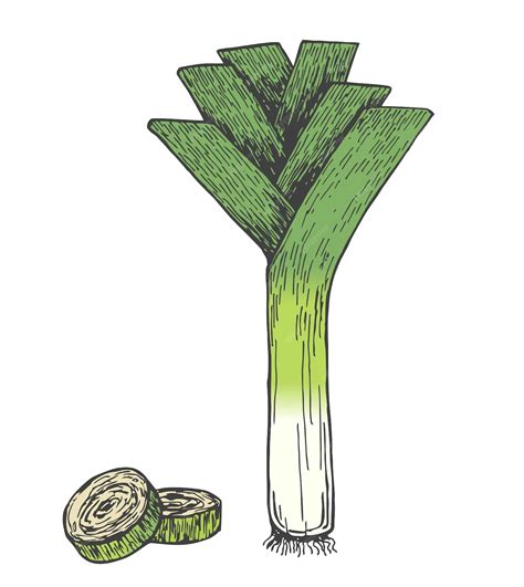Illustration d'un poireau classique coupé pour montrer sa structure