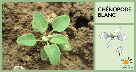 Infographie sur les indicateurs de sol révélés par le chénopode blanc
