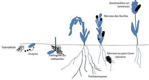Schéma illustrant le cycle de vie des graines d'adventices dans les fumiers et composts