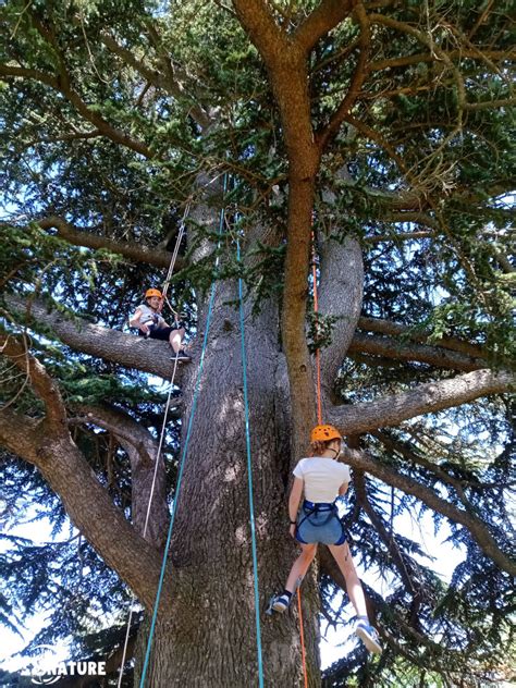 Grimpe d'arbre dans les Pyrénées Ariégeoises