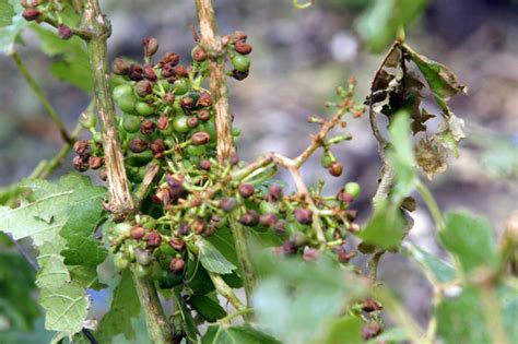 Vigne touchée par la grêle
