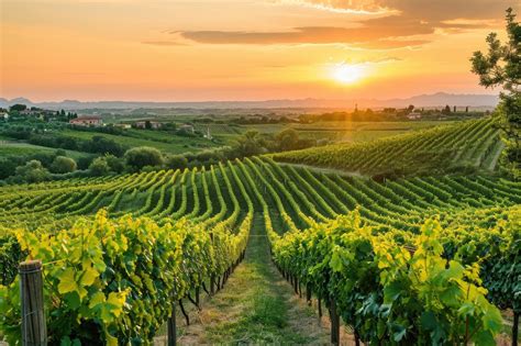 Vignoble au coucher du soleil