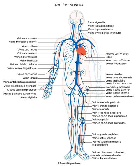 Schéma du système veineux des jambes