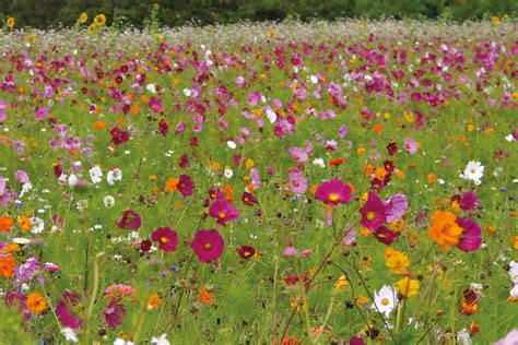 Prairie fleurie en pleine floraison avec divers insectes auxiliaires