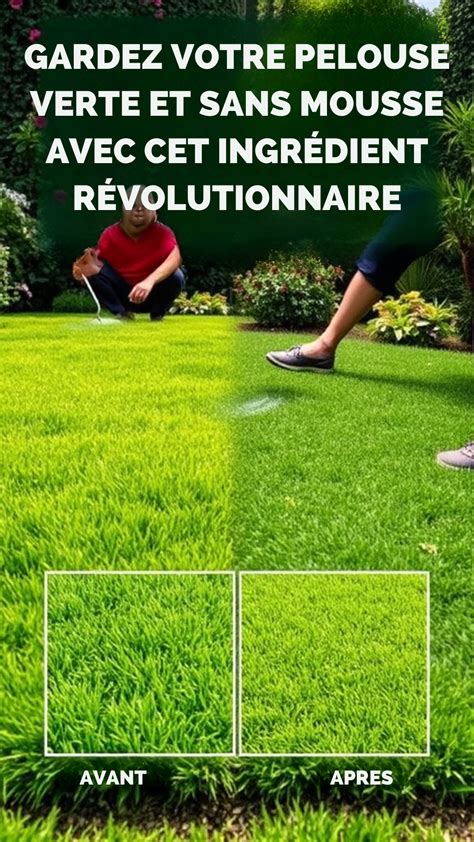 Pelouse verte sans mousse