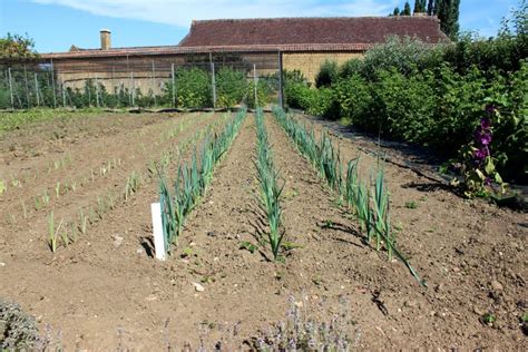 Habillage des plants de poireaux