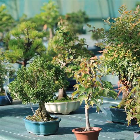 Diversité de pots à bonsaï adaptés aux Ficus