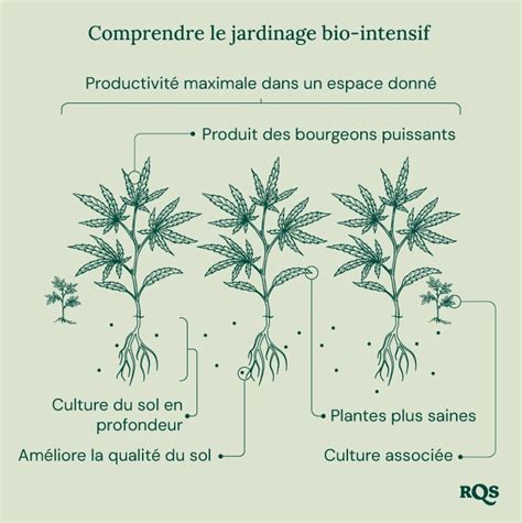 Infographie présentant les principes du maraîchage bio-intensif