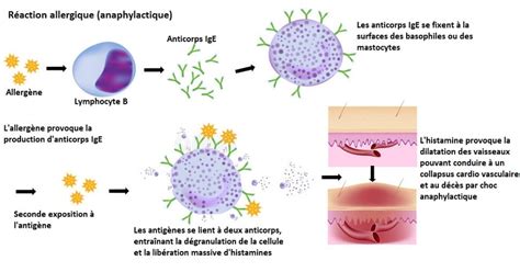 Système immunitaire et réaction allergique