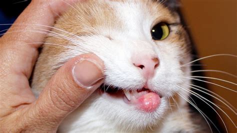 Granulome éosinophilique chez le chat