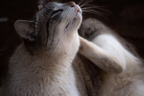 Chat se léchant excessivement à cause de démangeaisons