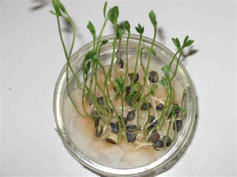 Graines de lentille en germination sur du coton
