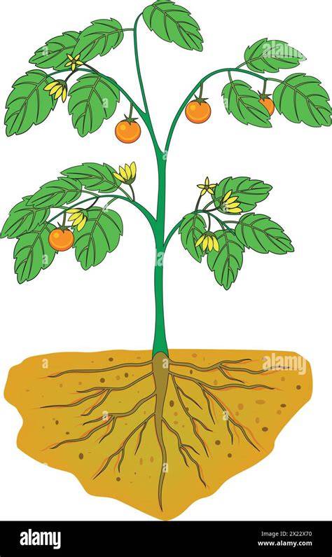 Illustration d'une plante indésirable envahissant un champ cultivé