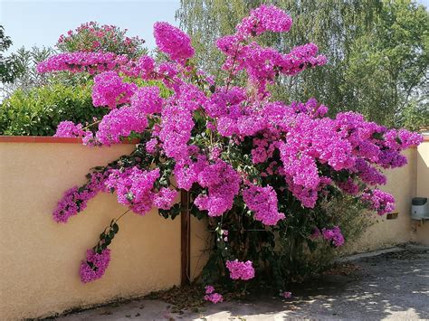Bougainvillier Violet de Mèze en fleur