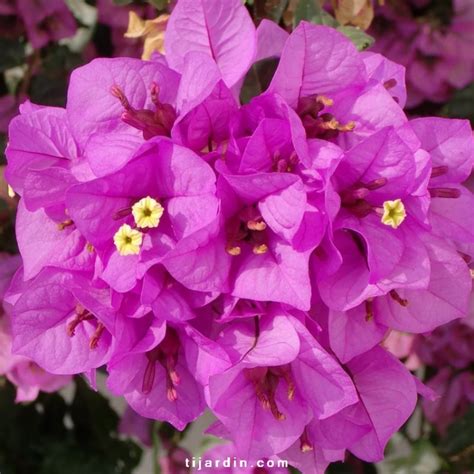 Bractées violettes du Bougainvillier Violet de Mèze
