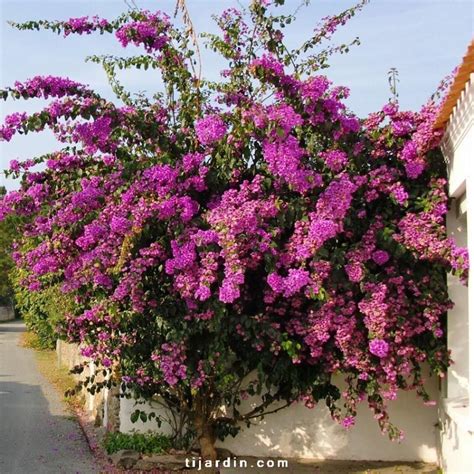 Bougainvillier Violet de Mèze sur une pergola