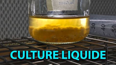 Schéma illustrant la fabrication d'une culture liquide de mycélium à partir de grains colonisés