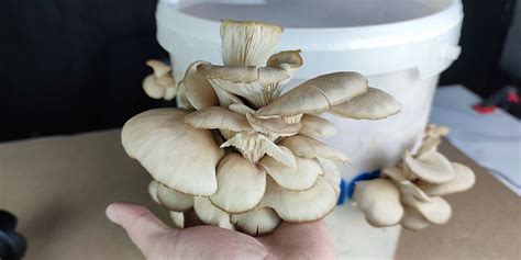 Photo de pleurotes poussant sur un substrat en bouteille