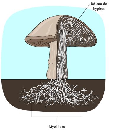 Infographie illustrant les différentes applications du mycélium comme biomatériau