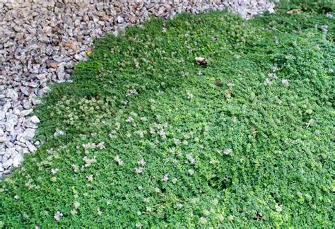 Exemples de plantes couvre-sol efficaces (orpin, géranium, thym rampant)