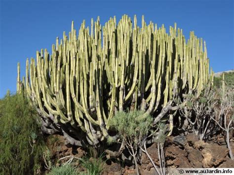 Illustration comparative entre une euphorbe des Canaries et un cactus pour montrer la convergence évolutive