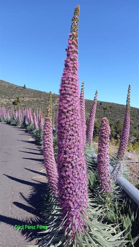 Photo d'une Echium wildpretii subsp. trichosiphon en pleine floraison