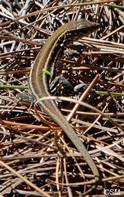 Illustration d'un lézard de La Palma (Gallotia galloti subsp. palmae)