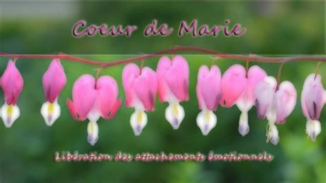 Représentation artistique de l'élixir floral de Cœur de Marie