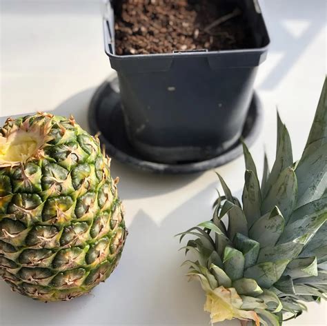 Jeune plant d'ananas dans un pot