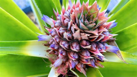 Ananas en fleur sur la plante