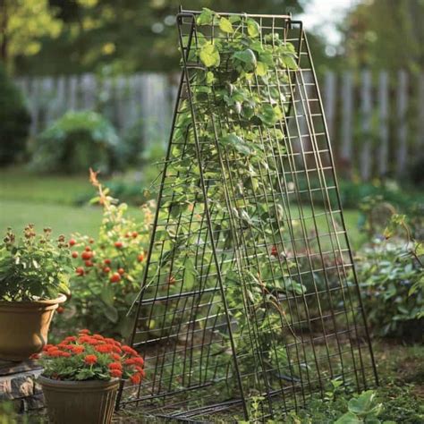 Plan de jardin avec treillis pour doliques
