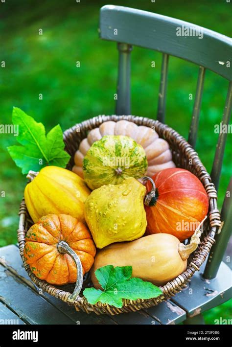 Panier de récolte de différentes variétés de doliques
