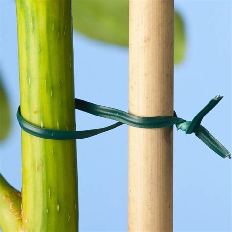 Tuteurage de plantes