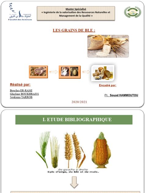 Infographie montrant la chaîne de transformation du blé en gluten pur