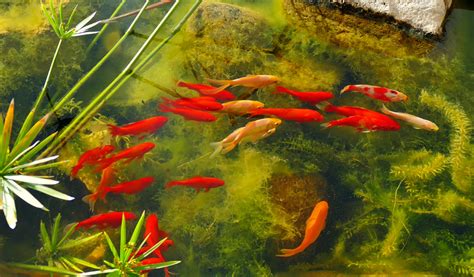 Poissons rouges dans un bassin de jardin