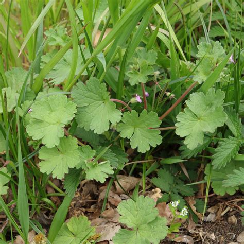 Geranium rotundifolium poussant dans un environnement urbain