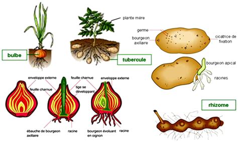 Schéma illustrant les différentes structures de stockage souterraines des Iridacées (bulbe, corme, rhizome)